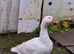 Geese