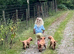 Gorgeous Fox Red Labradors