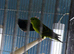 Lineolated parakeets
