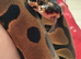 Leopard orange dream 100% het pied ball python