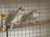 Fife canaries