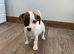 Jack Russell girl puppys really for there new homes