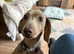 Isabella Tan Dachshund girl for sale