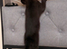 Magical New Year&rsquo;s Eve Kittens & Their Clever Dad
