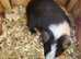 Guinea Pigs
