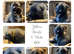 7 chunky husky puppies