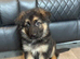 Stunning German Shepard puppy’s