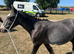 11.1hh cob family pony