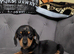Miniature dapple dachshunds