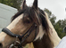 Young ridden mare