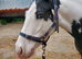 Very sweet 12.2hh cob