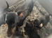 Mini dachshund cross jack puppies