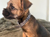 Gorgeous border terrier puppies