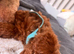 Beautiful KC registered Red toy poodle Girls