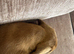 Dachshund x