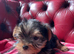 Beautiful Yorkshire Terrier puppies available now.
