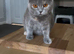 BSH/BLH Kittens Ready to Be Reserved