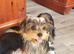 Yorkshire Terrier puppies available from Licensed Breeder.
