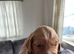 Gorgeous Cockerpoo puppies