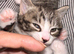 Mixed Breed (Ragamuffin?) Kittens Ready to go to Good Home