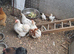White and brown/white pekin bantams cockbird chicken available