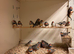 Zebra Finches