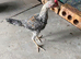 5 Modern game bantams