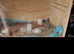 Quails for sale