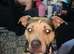 Staffordshire bull terrier mixed
