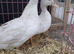 Pekin ducks pending collection