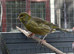 Male canary for sale