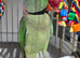 My parrot marley