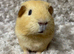 Gorgeous Baby Guinea Pigs. £20 each!