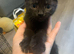 3 kittens to loving family