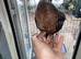 2 hand reared Archangel pigeons