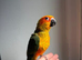 14 weeks old handreard sun conure