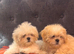 Cute Shihchon Teddy Bear Puppies