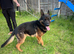 Exceptional German Shepherd - KC Registered Champion Blood Line