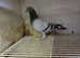 Racing pigeons