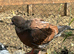 King Pigeons for Sale in Harlow
