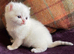 Beautiful Golden & Golden Colourpointed Kittens