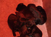 7 chunky patterdal pups