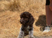 Beautiful boy cockapoo