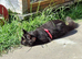 Pedigree Maine Coon boy in Manchester