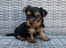 Beautiful Yorkshire Terrier puppies