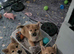 3 KC Shiba Girls looking for homes.