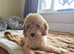 F1b Cavapoo Puppies