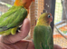 Tamed Lovebirds