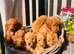 Miniature Golden Doodle Litter