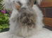 English Angora Doe looking for a home.
